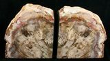 Large Petrified Wood Bookends - Madagascar #5044-1